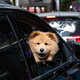 Illustration for article titled QOTD: How Do You Make Your Pets Comfortable In The Car?